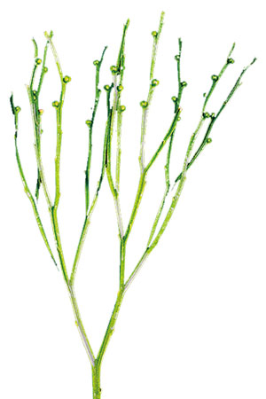 一亿年的跨越：从孢子到种子